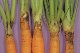 Symptôme de collet fuyant lié à Rhizoctonia solani sur carotte